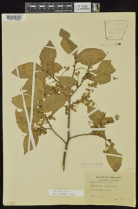 Ulmus serotina image