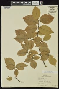 Ulmus serotina image