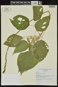 Laportea canadensis image