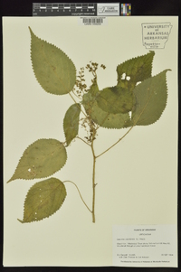 Laportea canadensis image