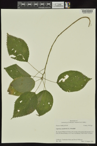 Laportea canadensis image