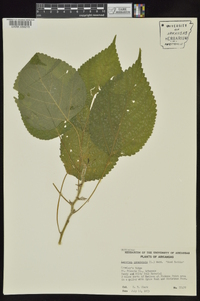 Laportea canadensis image