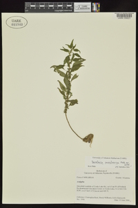 Parietaria pensylvanica image