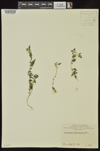 Parietaria pensylvanica image