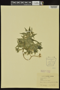 Parietaria pensylvanica image