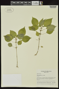 Pilea pumila image