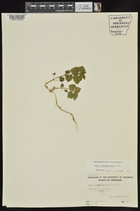 Urtica chamaedryoides image