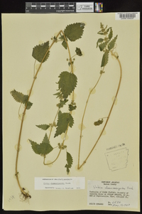 Urtica chamaedryoides image