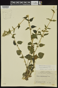 Urtica chamaedryoides image