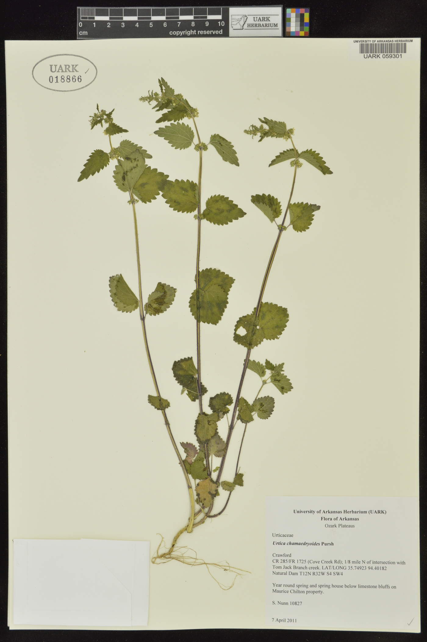 Urtica chamaedryoides image