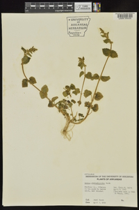 Urtica chamaedryoides image