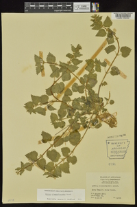 Urtica chamaedryoides image