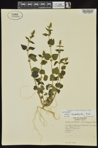 Urtica chamaedryoides image