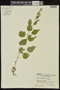 Urtica chamaedryoides image