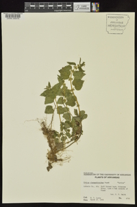 Urtica chamaedryoides image