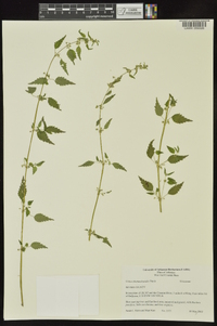 Urtica chamaedryoides image