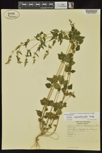 Urtica chamaedryoides image