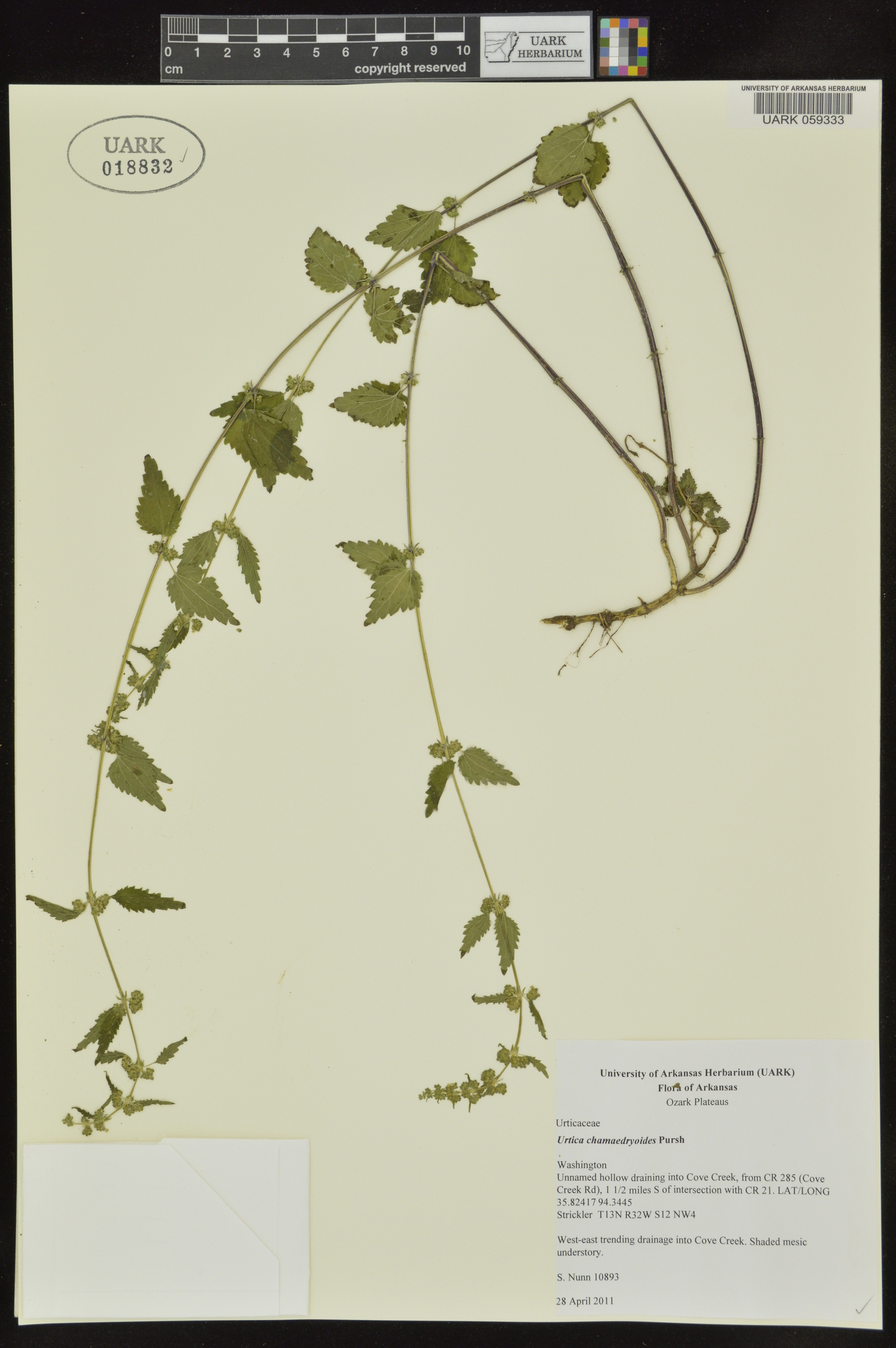 Urtica chamaedryoides image