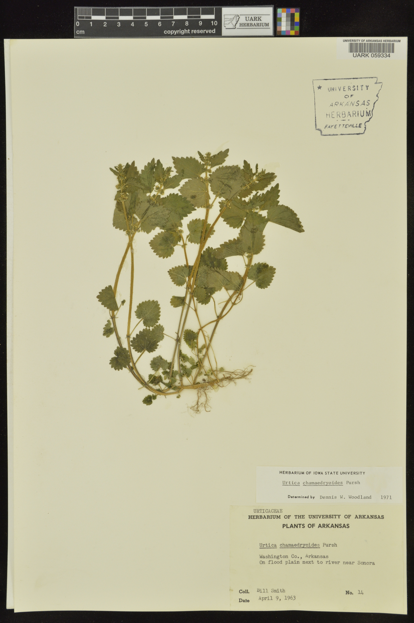 Urtica chamaedryoides image