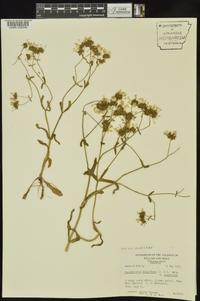 Valerianella longiflora image