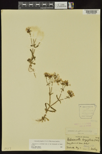 Valerianella longiflora image