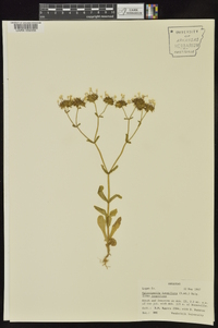 Valerianella longiflora image