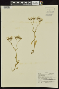 Valerianella longiflora image