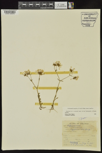 Valerianella longiflora image