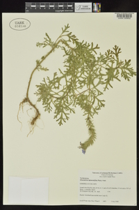 Glandularia bipinnatifida var. bipinnatifida image