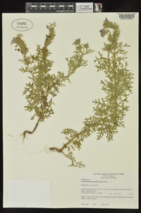 Glandularia bipinnatifida var. bipinnatifida image