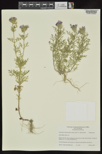 Glandularia bipinnatifida var. bipinnatifida image