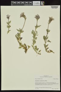 Glandularia canadensis image