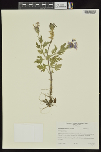 Glandularia canadensis image