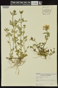 Glandularia canadensis image