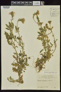 Glandularia canadensis image