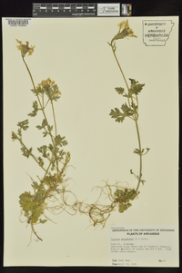 Glandularia canadensis image