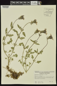 Glandularia canadensis image