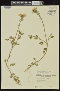 Glandularia canadensis image