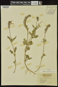 Glandularia canadensis image