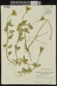 Glandularia canadensis image