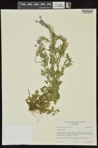 Glandularia canadensis image