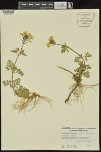 Glandularia canadensis image