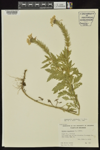 Glandularia canadensis image