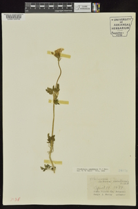 Glandularia canadensis image