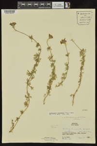 Glandularia pulchella image