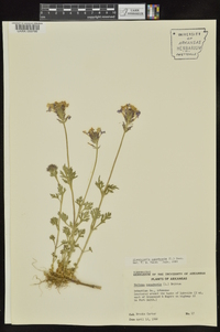 Glandularia canadensis image