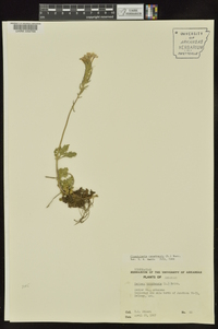 Glandularia canadensis image