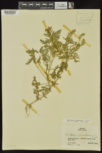 Glandularia canadensis image
