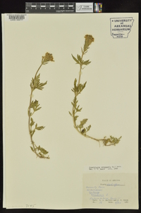 Glandularia canadensis image