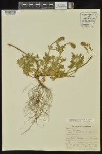 Glandularia canadensis image